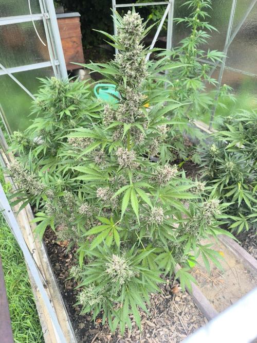 PapayaZoap S.A.D.  sweet Mango. Week 10