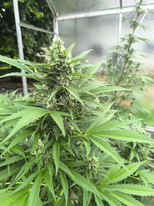 PapayaZoap S.A.D.  sweet Mango. Week 10