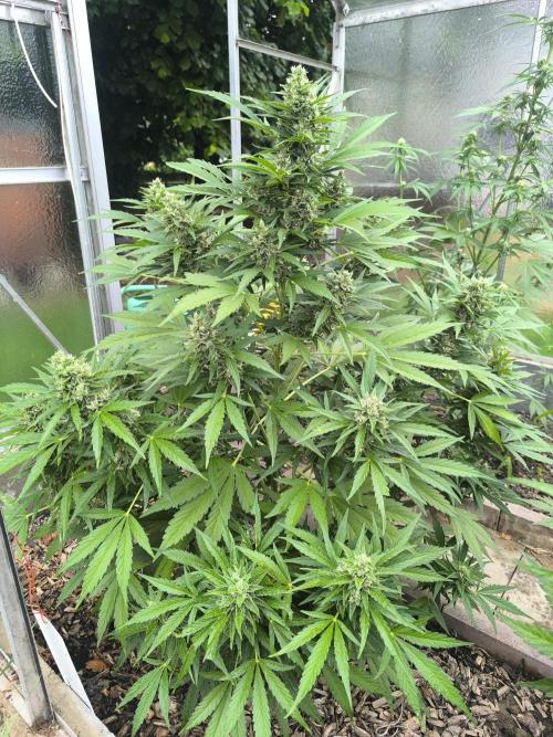 PapayaZoap S.A.D.  sweet Mango. Week 10