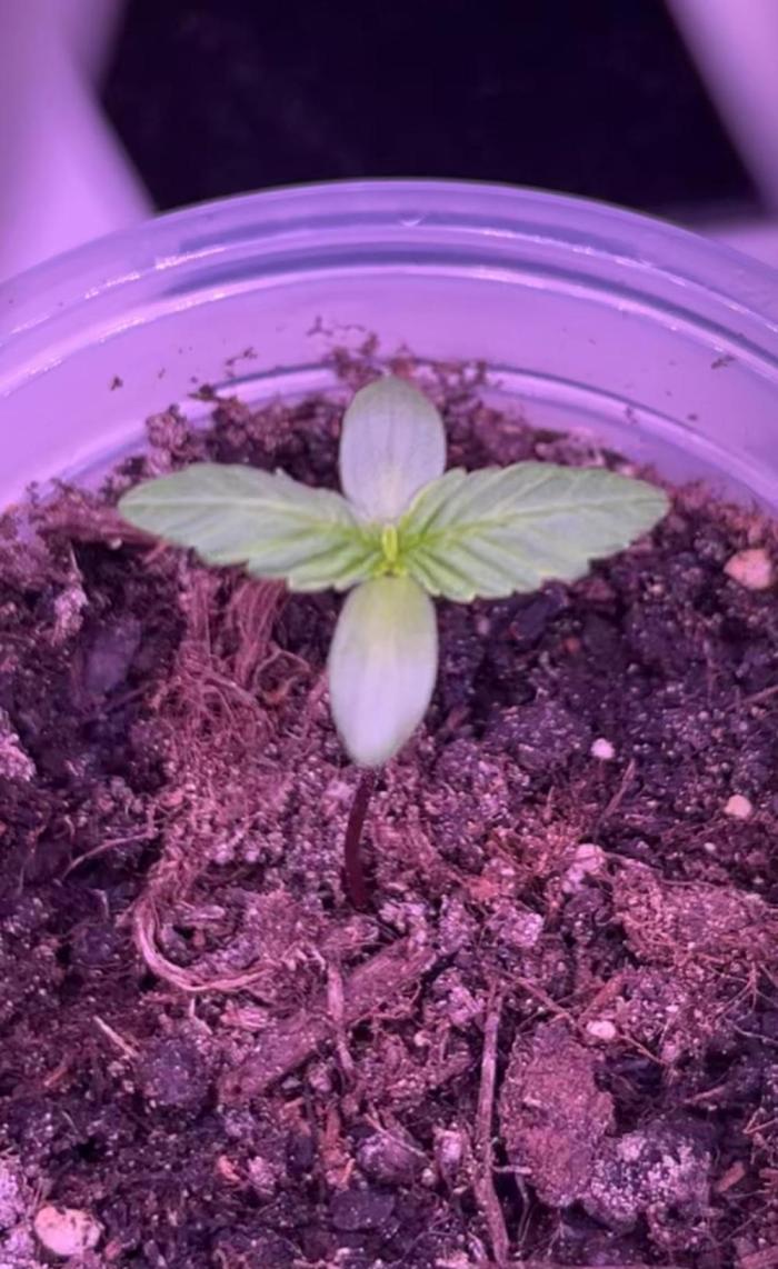 Miniature 250ml Grow. Week 0 - 1st indoor grow. I just want to try out stuff