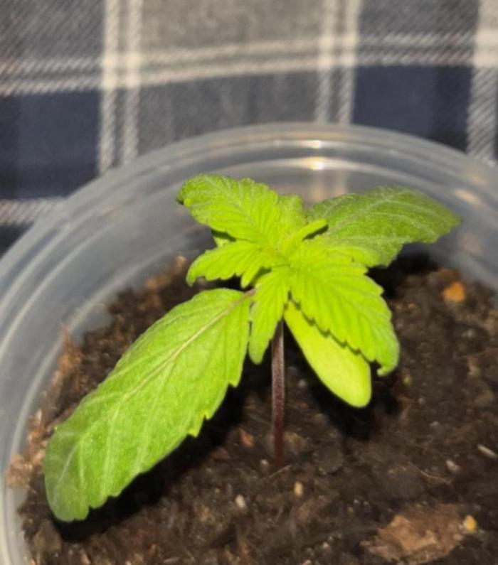 Miniature 250ml Grow. Week 2