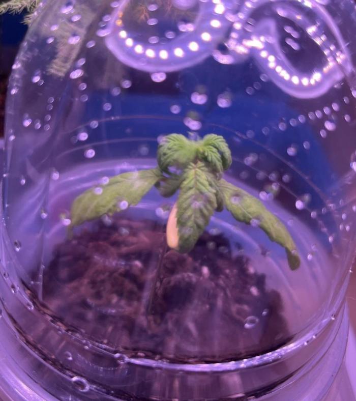 Miniature 250ml Grow. Week 3
