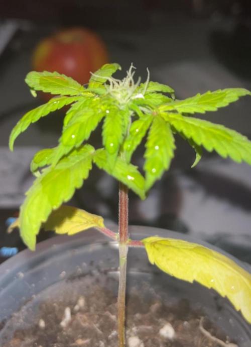 Miniature 250ml Grow. Week 4