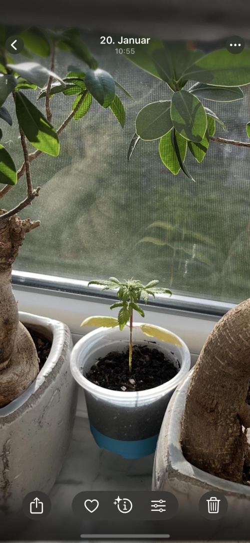 Miniature 250ml Grow. Week 4