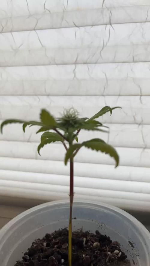Miniature 250ml Grow
