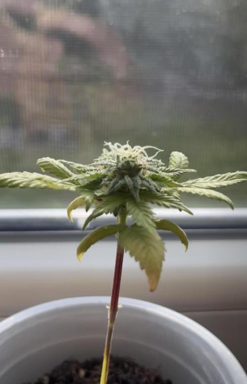 Miniature 250ml Grow. Week 6