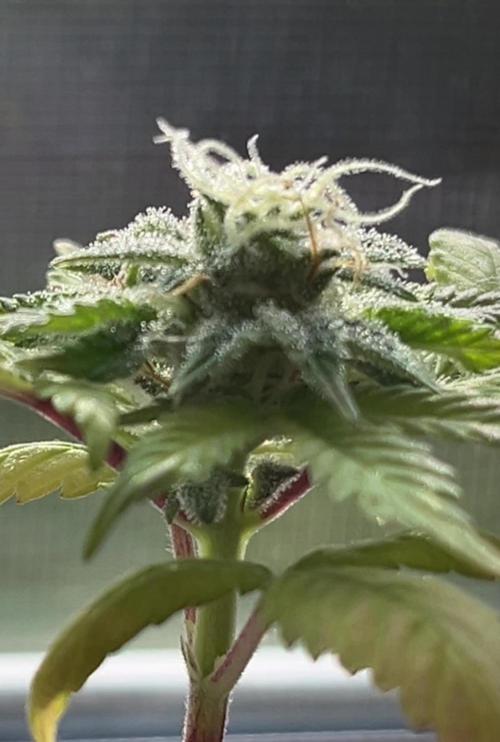 Miniature 250ml Grow. Week 6