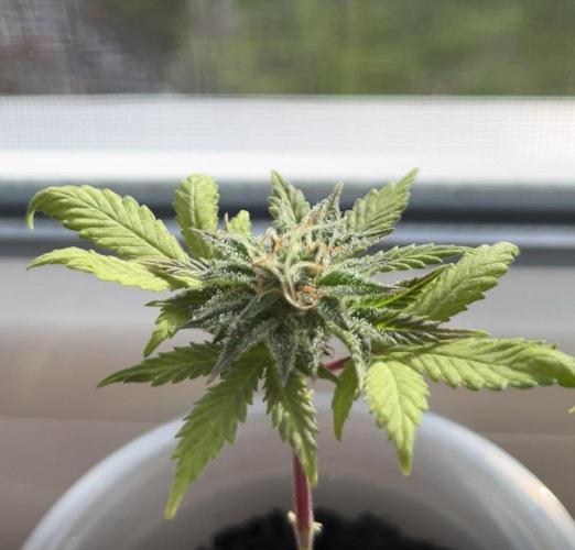 Miniature 250ml Grow. Week 7