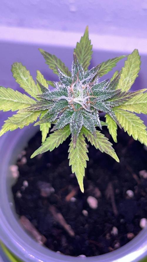 Miniature 250ml Grow. Week 7