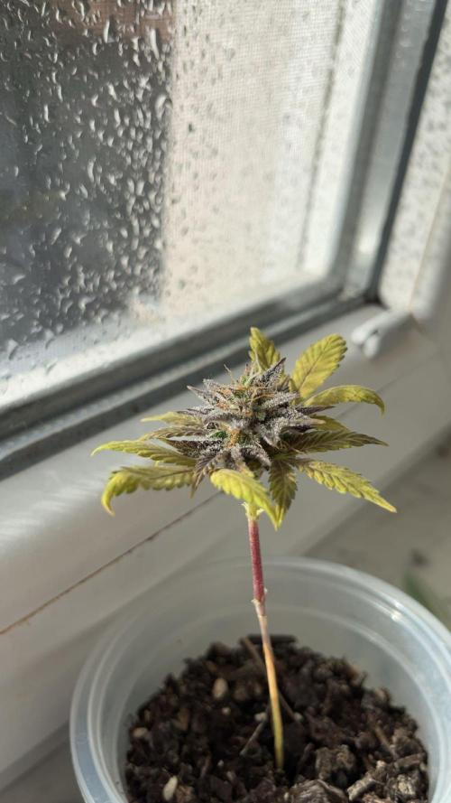 Miniature 250ml Grow. Week 8