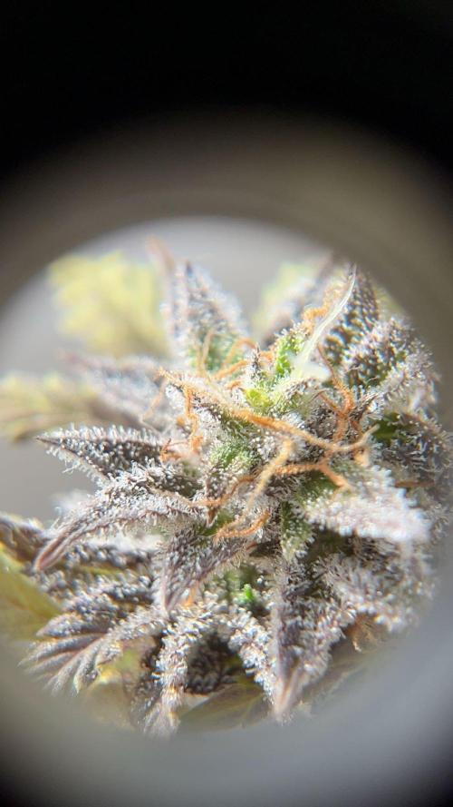 Miniature 250ml Grow. Week 8