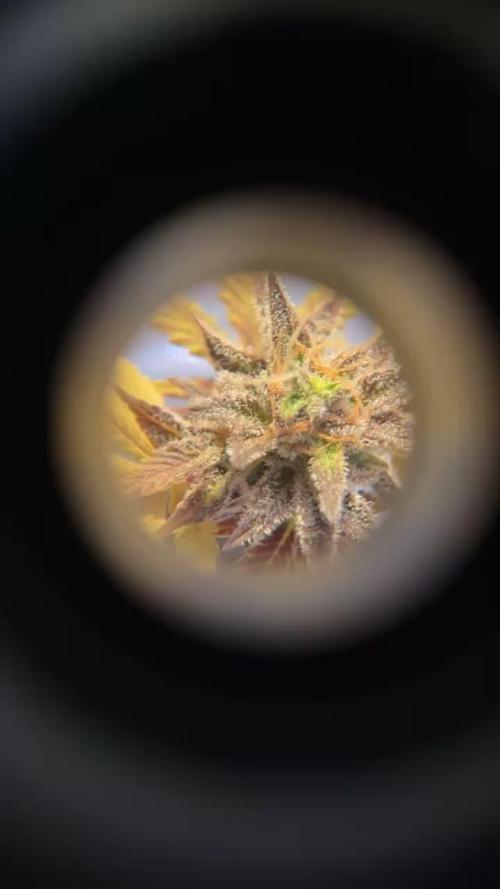 Miniature 250ml Grow