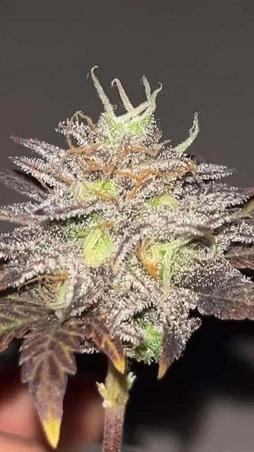 Miniature 250ml Grow
