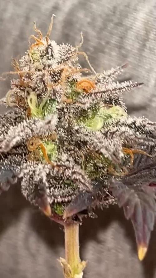 Miniature 250ml Grow