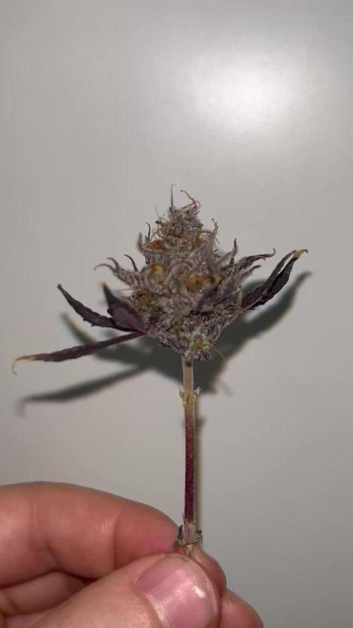 Miniature 250ml Grow