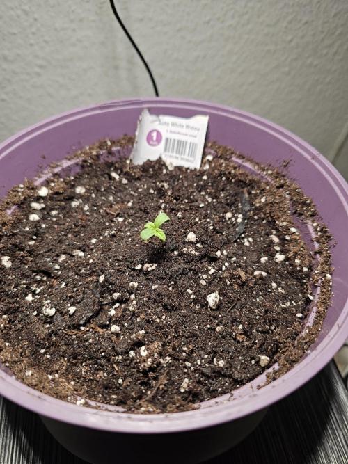 Auto White Widow. Week 1