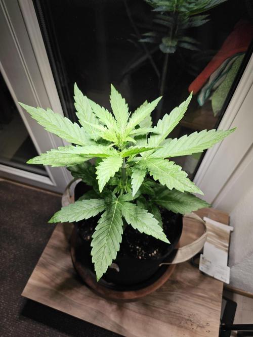 Auto White Widow on German Balkony. Week 4