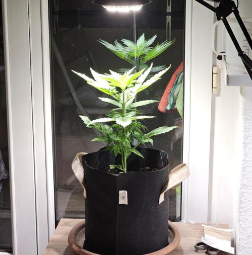Auto White Widow on German Balkony. Week 4 - Praying in the evening