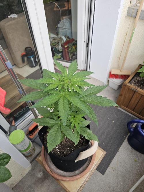 Auto White Widow on German Balkony. Week 4