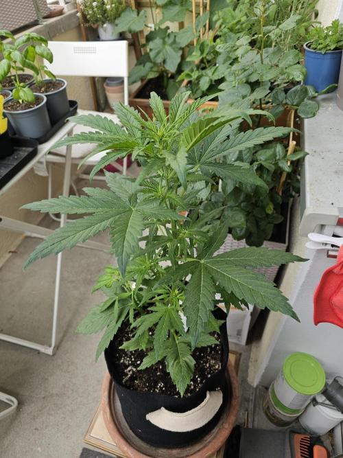 Auto White Widow on German Balkony. Week 4