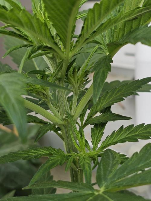 Auto White Widow on German Balkony. Week 4 - First signs of pre flower