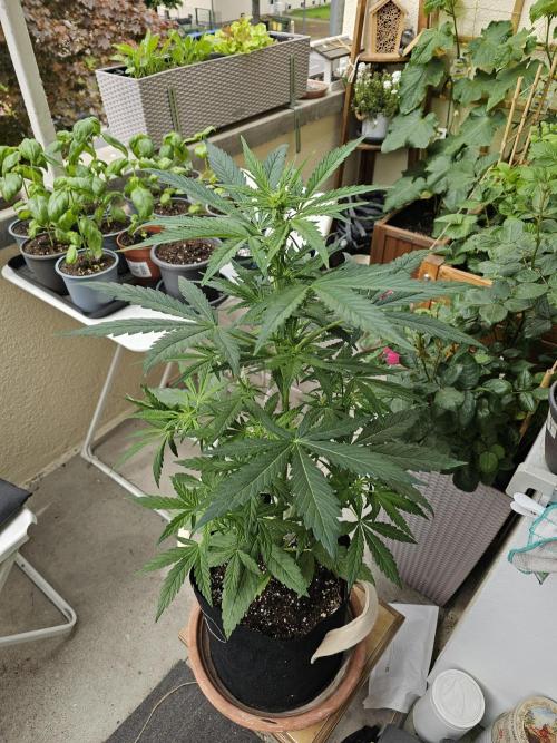 Auto White Widow on German Balkony. Week 4