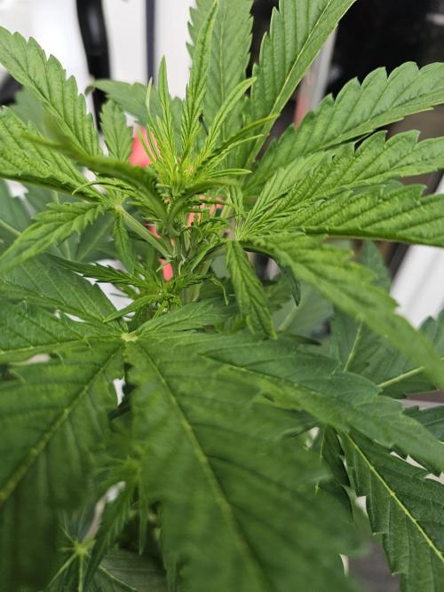 Auto White Widow on German Balkony. Week 4