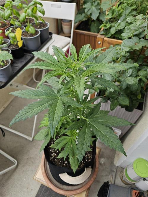 Auto White Widow on German Balkony. Week 4
