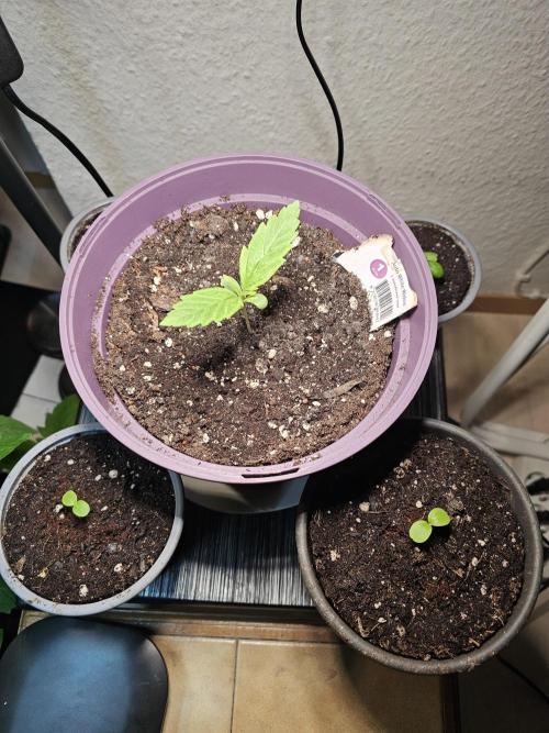 Auto White Widow on German Balkony. Week 2 - She got company from two cucamelon seedlings