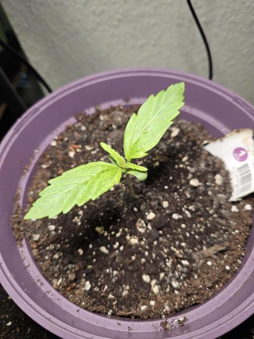 Auto White Widow on German Balkony. Week 2