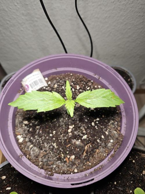 Auto White Widow on German Balkony. Week 2