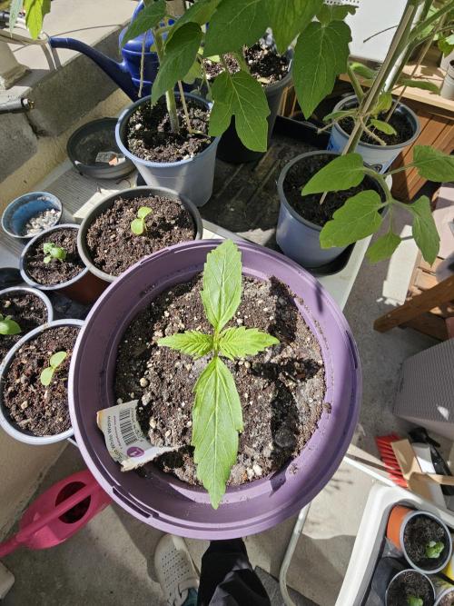 Auto White Widow on German Balkony. Week 2