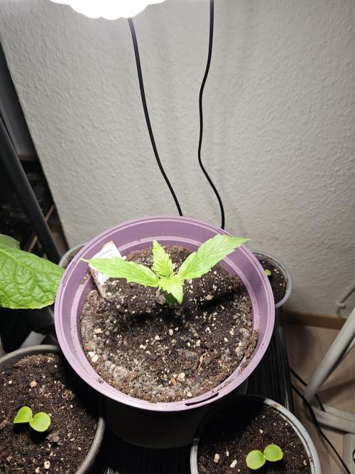 Auto White Widow on German Balkony. Week 2