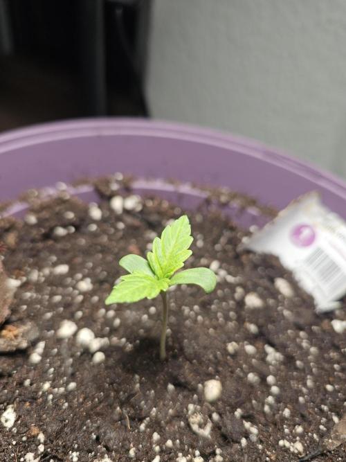 Auto White Widow on German Balkony. Week 1