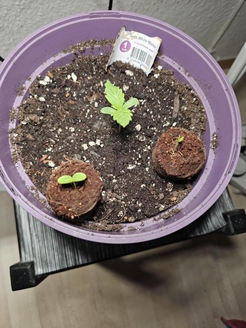 Auto White Widow on German Balkony. Week 1 - She got company from two cucamelon seedlings