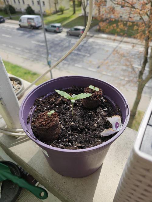 Auto White Widow on German Balkony. Week 1 - First sunbath