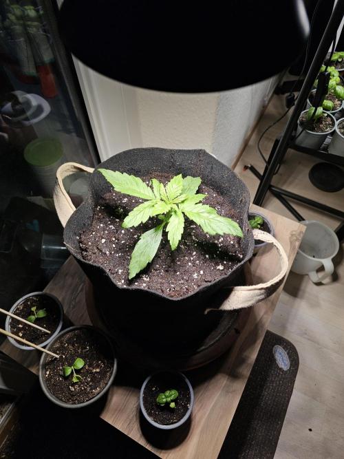 Auto White Widow on German Balkony. Week 3