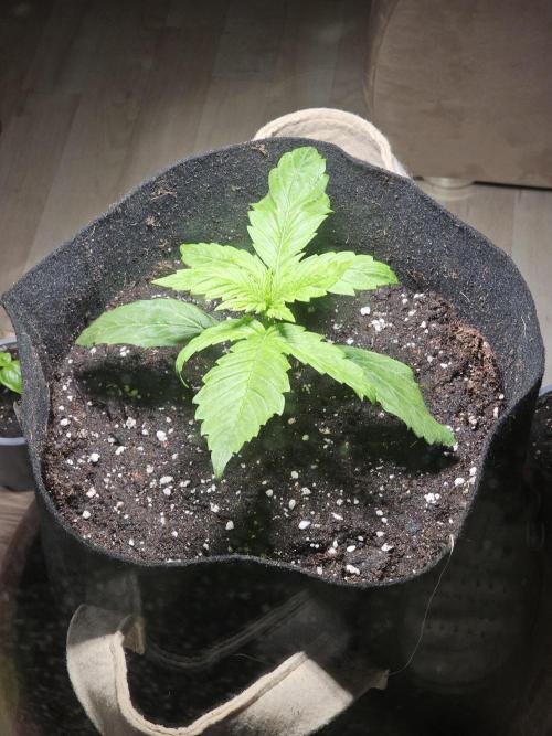 Auto White Widow on German Balkony. Week 3
