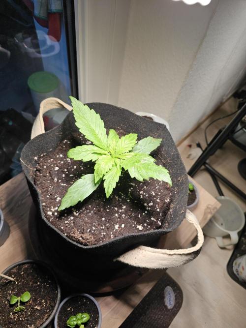 Auto White Widow on German Balkony. Week 3