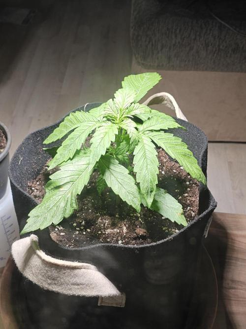 Auto White Widow on German Balkony. Week 3 - Looked a bit sad today