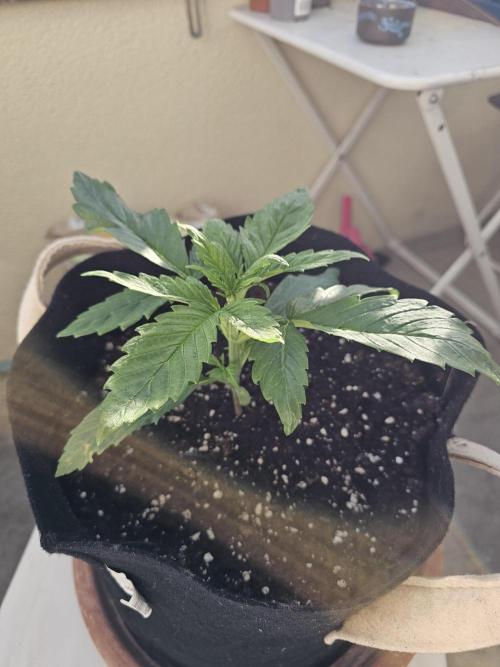 Auto White Widow on German Balkony. Week 3