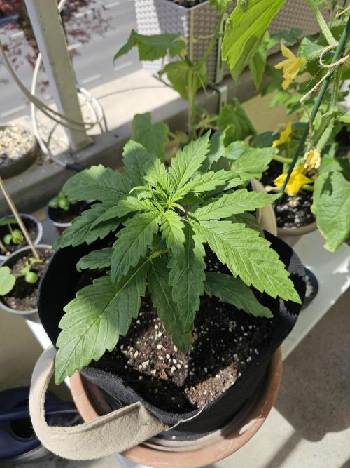 Auto White Widow on German Balkony. Week 3