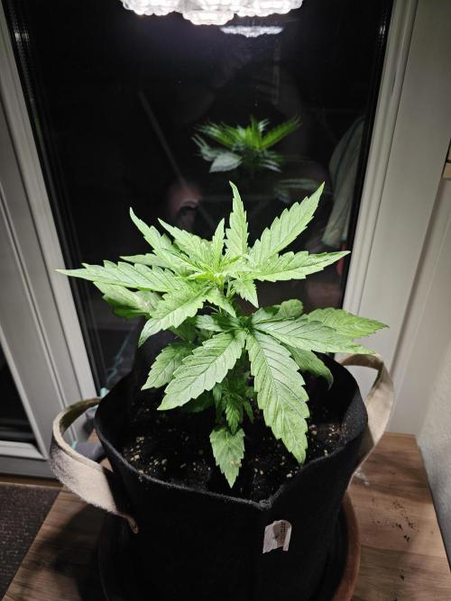 Auto White Widow on German Balkony. Week 3