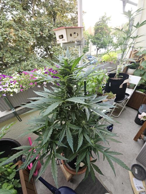 Auto White Widow on German Balkony. Week 8