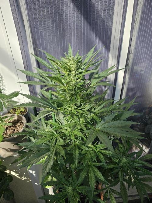 Auto White Widow on German Balkony. Week 8