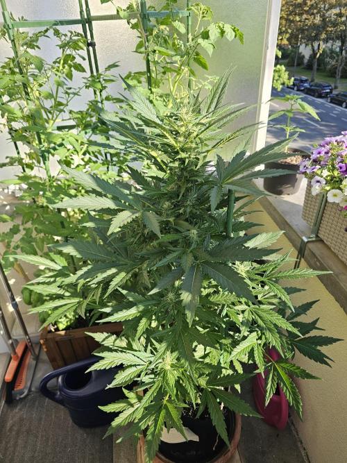 Auto White Widow on German Balkony. Week 8