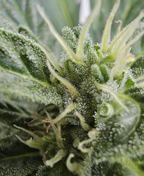 Auto White Widow on German Balkony. Week 8