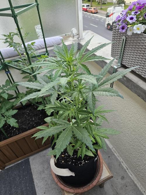 Auto White Widow on German Balkony. Week 5
