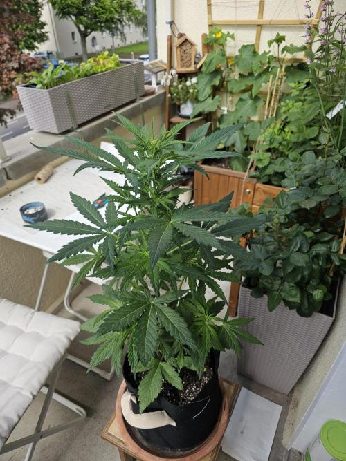 Auto White Widow on German Balkony. Week 5