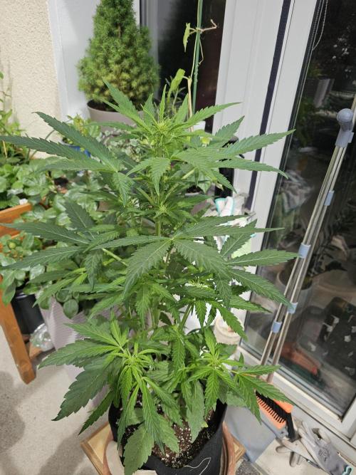 Auto White Widow on German Balkony. Week 5